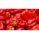 Red fresh Pepper